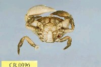 Shore crab Collection Image, Figure 2, Total 3 Figures